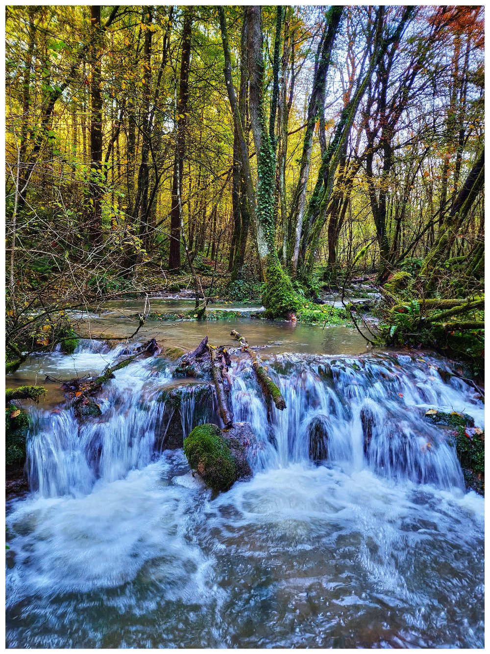 Bluebell woods in the Forest of Dean
