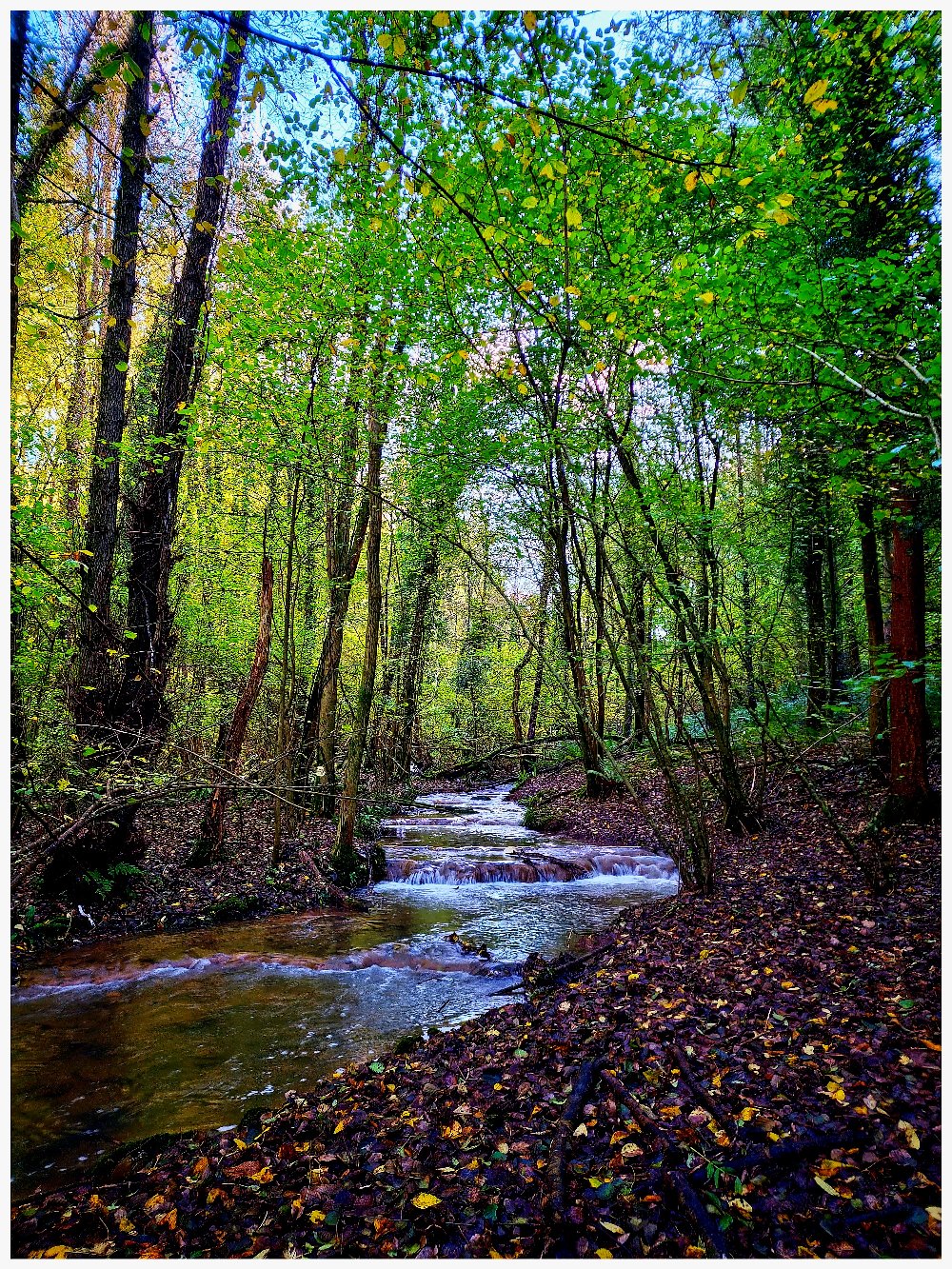 Ancient woodland and fields at Bearse Farm in the Forest of Dean
